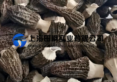 羊肚菌冻干：食用菌冻干技术原理流程