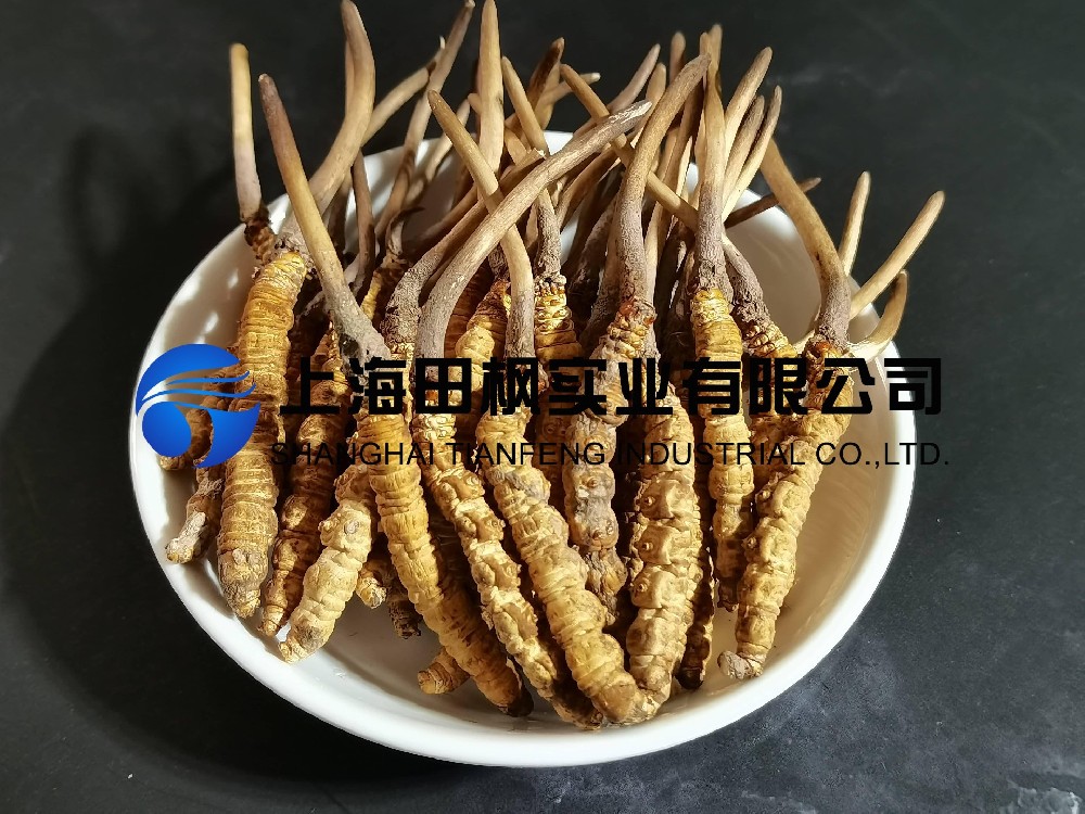 冬虫夏草冻干：中药材真空冷冻干燥机应用案例