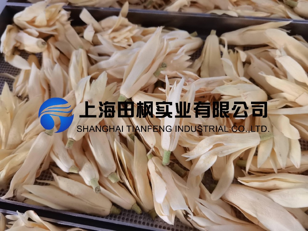 白玉兰冻干，鲜花冻干机应用于白玉兰真空冷冻干燥