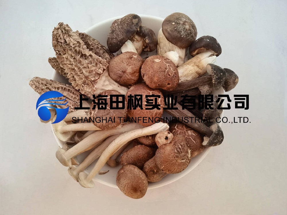 野生菌冻干：野生菌冻干机制作冻干海鲜菇技术