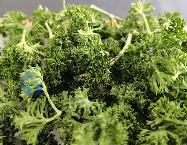冻干欧芹：蔬菜冻干机在欧芹冻干加工的作用