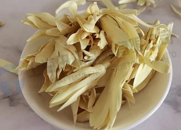 白玉兰冻干，鲜花冻干机应用于白玉兰真空冷冻干燥