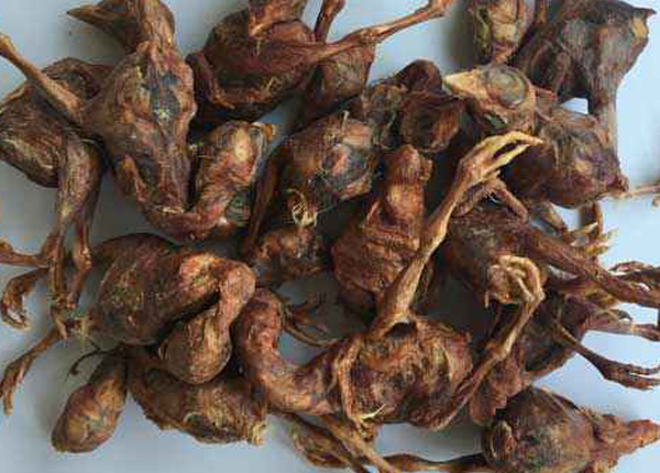 宠物零食小鹌鹑冻干