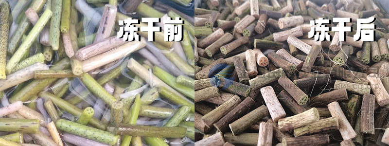 冻干机助力荷梗在中药配方中的保鲜