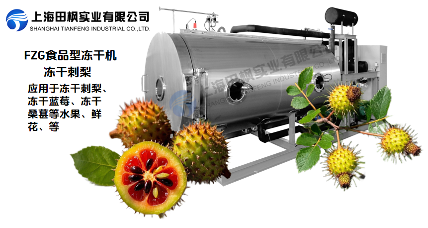 冷冻干燥机在刺梨保鲜与加工中的新应用解决方案