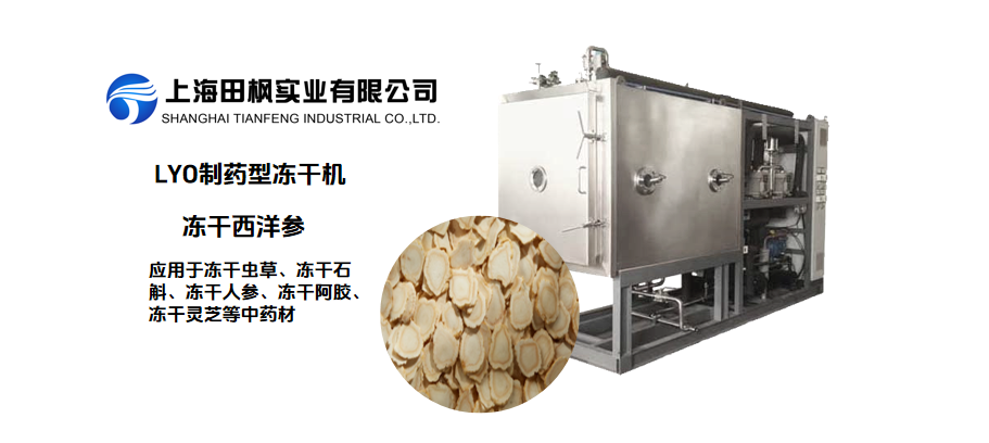 冻干西洋参和传统干燥西洋参的对比